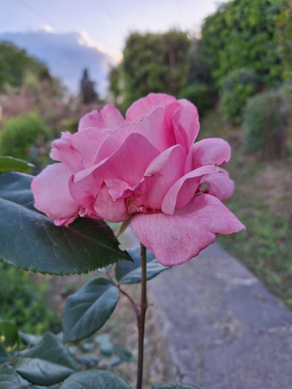 B&B Le Rose Di Paola Santa Maria a Monte Exteriör bild