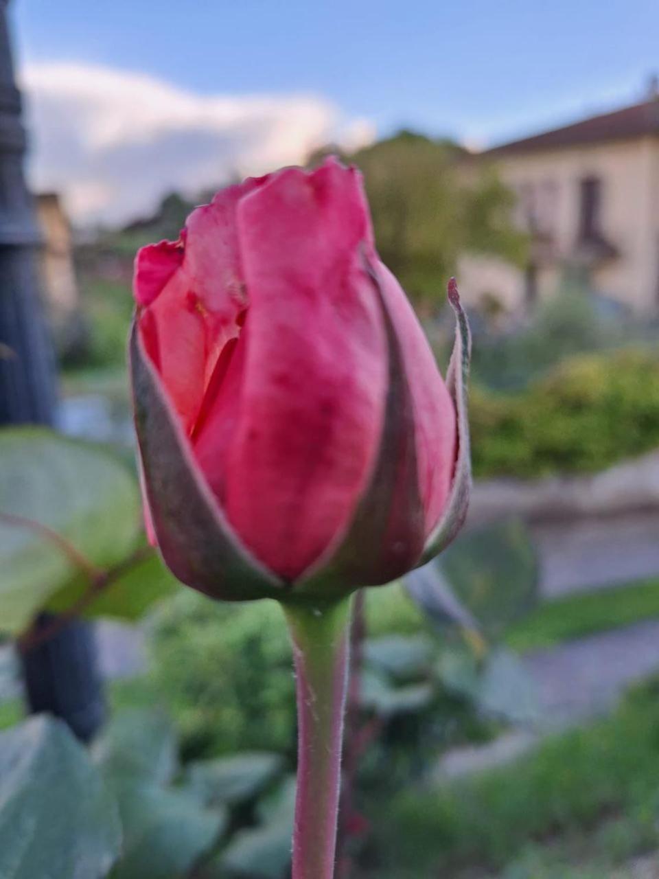 B&B Le Rose Di Paola Santa Maria a Monte Exteriör bild